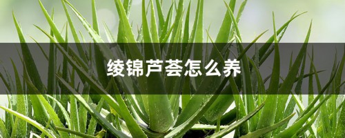 绫锦芦荟怎么养