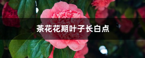 茶花花期叶子长白点的原因