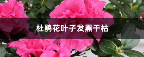 杜鹃花叶子发黑干枯，杜鹃叶子掉光还能活吗