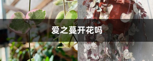 爱之蔓开花吗