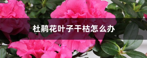 杜鹃花叶子干枯怎么办