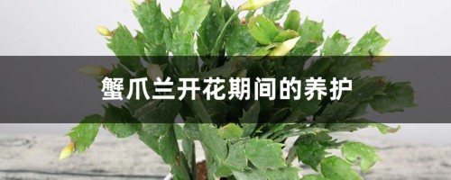 蟹爪兰几月份开花，开花期间的养护方法介绍