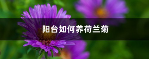 阳台如何养荷兰菊，需要注意什么