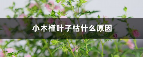 小木槿叶子枯什么原因，冬天落叶吗