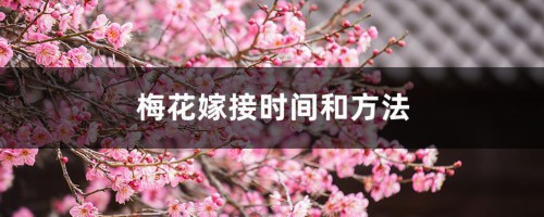 梅花嫁接时间和方法，梅花嫁接用什么砧木