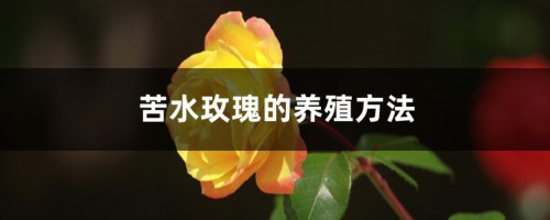 苦水玫瑰的养殖方法