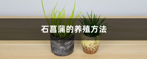 石菖蒲的养殖方法