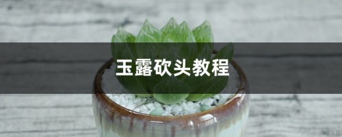 玉露砍头教程