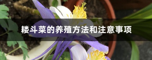 耧斗菜的养殖方法和注意事项