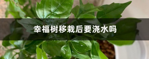 幸福树移栽后要浇水吗，移栽后几天能活