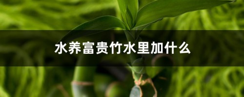 富贵竹在家养，水里加点“小颗粒”，枝叶绿油油！