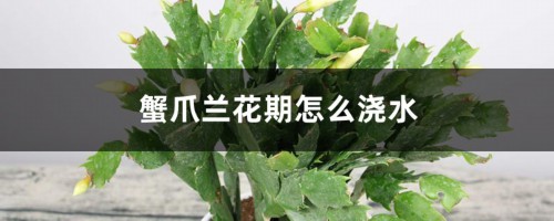 蟹爪兰花期怎么浇水