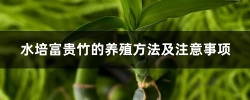 水培富贵竹的养殖方法及注意事项