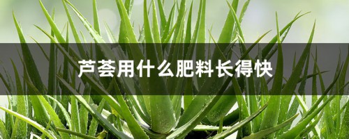 芦荟用什么肥料长得快，怎样养大养胖？