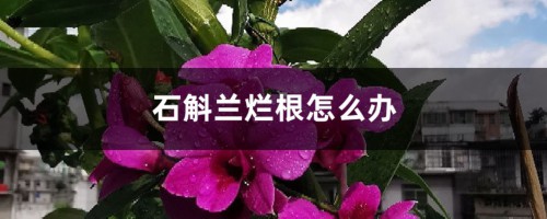 石斛兰烂根怎么办