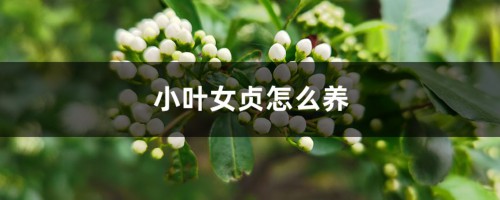 小叶女贞怎么养