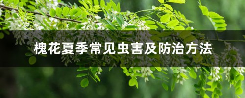 槐花夏季常见虫害及防治方法