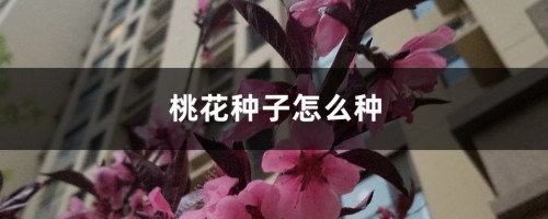 桃花种子怎么种