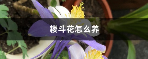 耧斗花怎么养