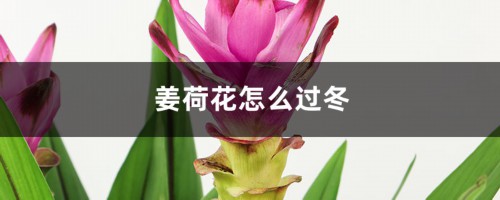 姜荷花怎么过冬