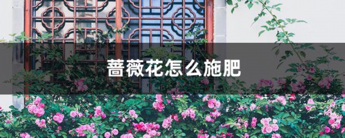 蔷薇花怎么施肥