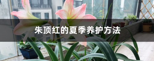 朱顶红的夏季养护方法