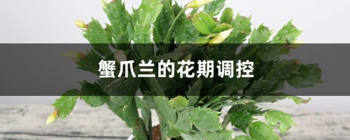 蟹爪兰的花期调控