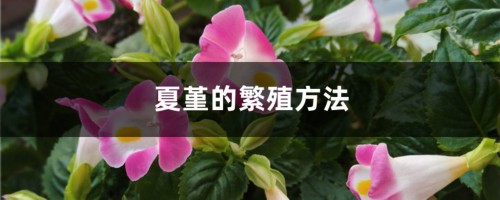 夏堇的繁殖方法