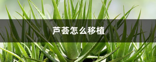 芦荟怎么移植