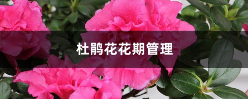 杜鹃花花期管理