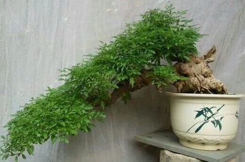 盆栽荆芥